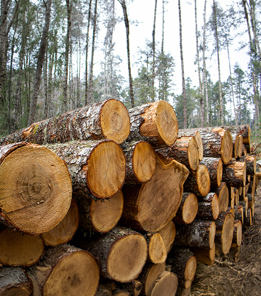 FSC® e PEFC®: le certificazioni ambientali per la gestione responsabile delle risorse forestali