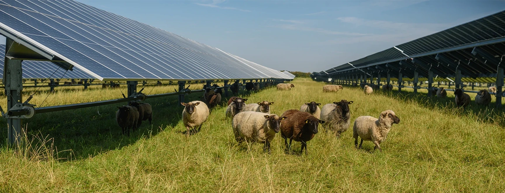 Scopri come integrare biodiversità, energia e comunità con SOCOTEC Italia e GREENWICH